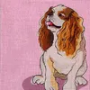 Cavalier PR - 486