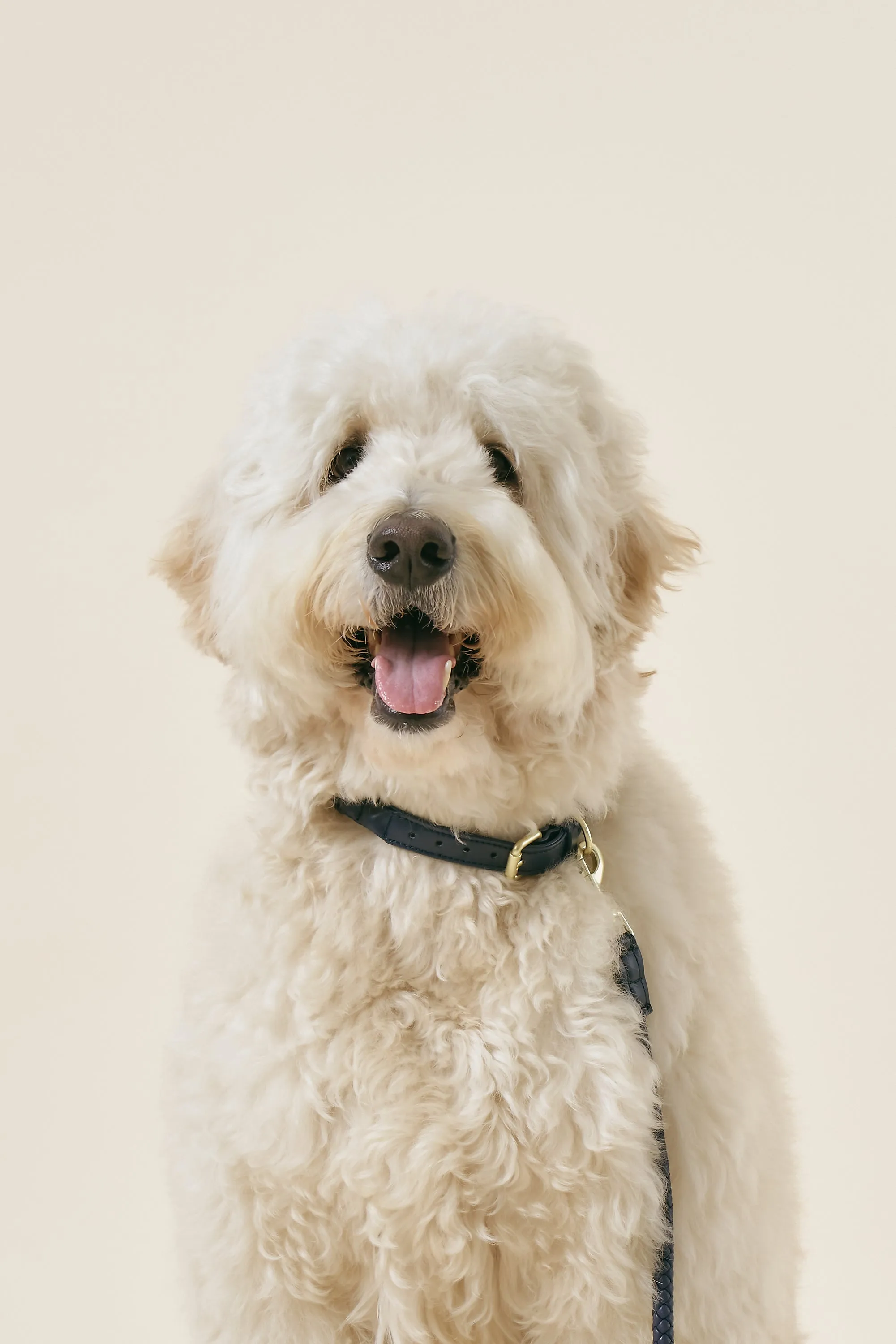 [COSONNE] Braided Neck Collar(for pet)