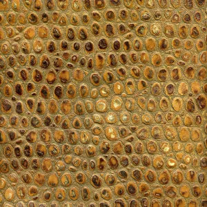 Madagascar - Golden Sepia
