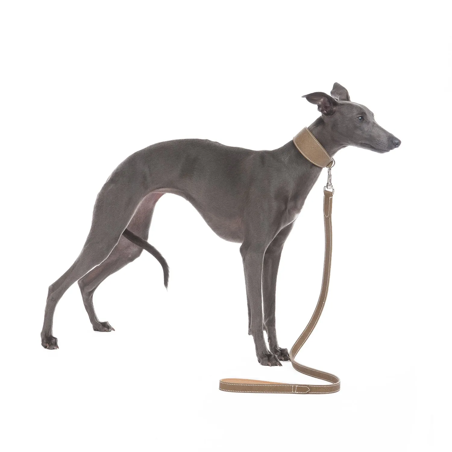 Medici Dog Lead