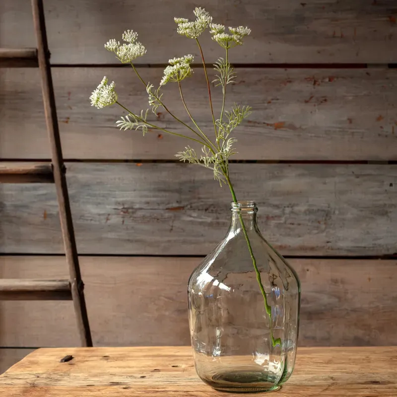 Wild Queen Annes Lace White
